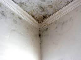 Mold Documentation for Insurance Claims in Ellington, MO