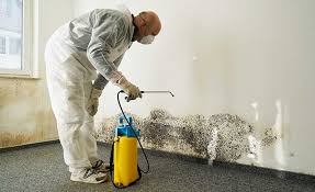 Environmental Consulting for Mold Prevention in Ellington, MO